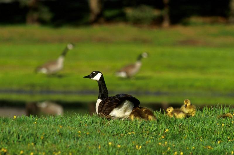 Canada Goose and goslings (Branta canadensis) {!--캐나다기러기-->; DISPLAY FULL IMAGE.