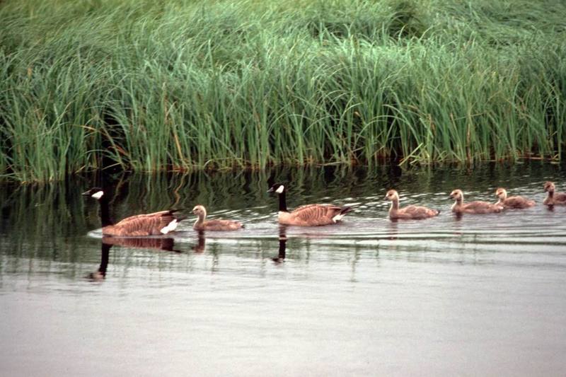 Canada Goose family (Branta canadensis) {!--캐나다기러기-->; DISPLAY FULL IMAGE.
