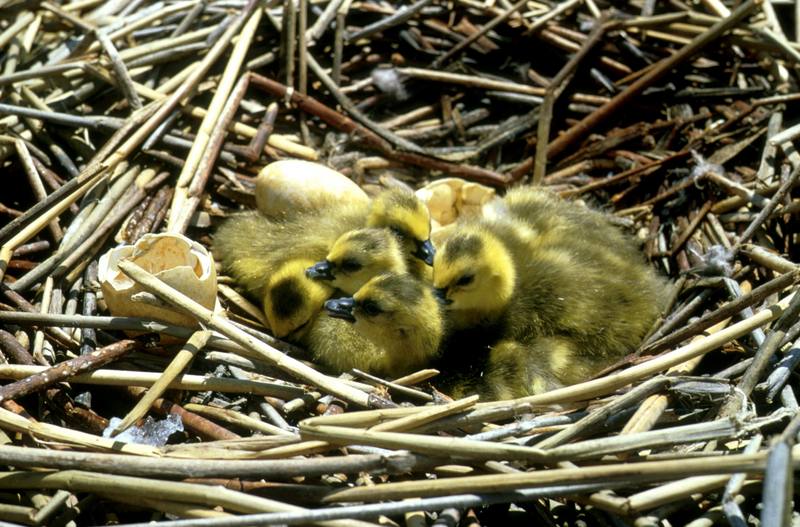 Canada Goose goslings (Branta canadensis) {!--캐나다기러기-->; DISPLAY FULL IMAGE.