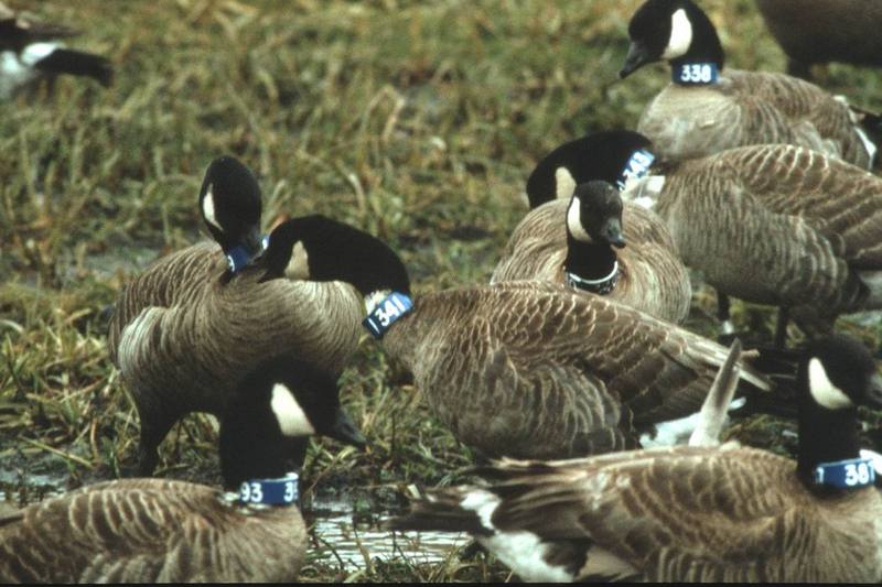Canada Geese with neck bands (Branta canadensis) {!--캐나다기러기-->; DISPLAY FULL IMAGE.
