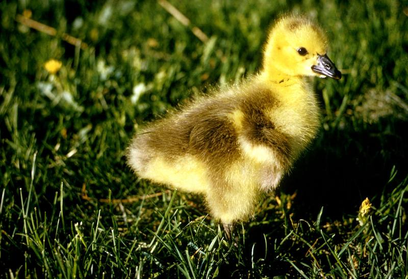 Canada Goose gosling (Branta canadensis) {!--캐나다기러기-->; DISPLAY FULL IMAGE.