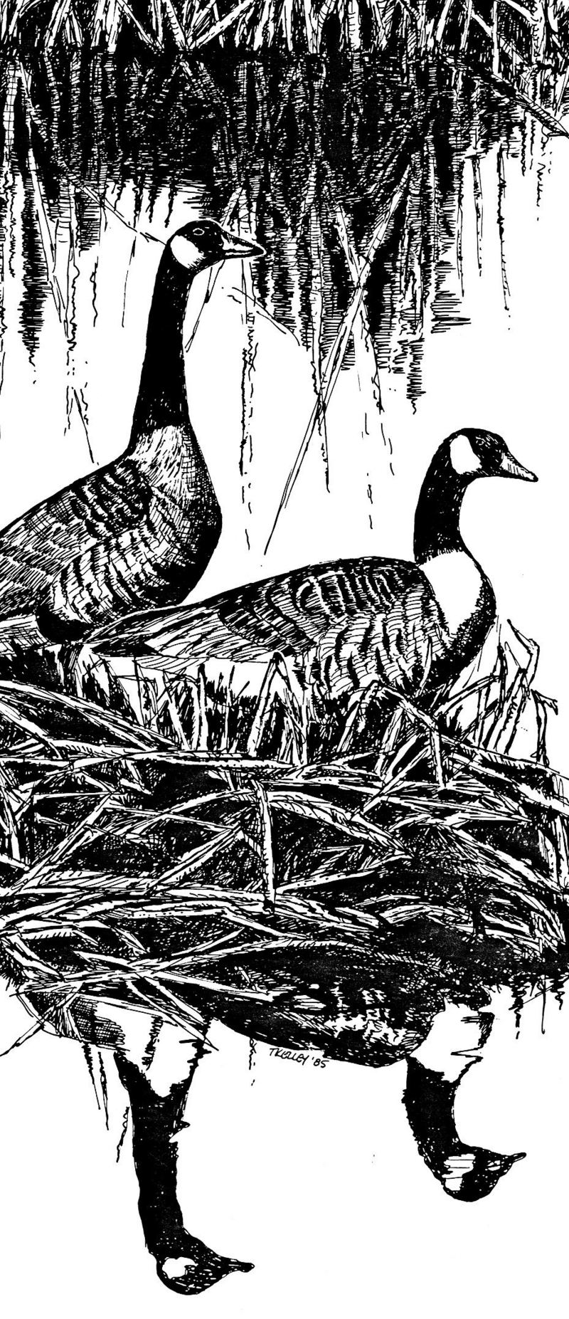 [Drawing] Canada Goose pair (Branta canadensis) {!--캐나다기러기-->; DISPLAY FULL IMAGE.