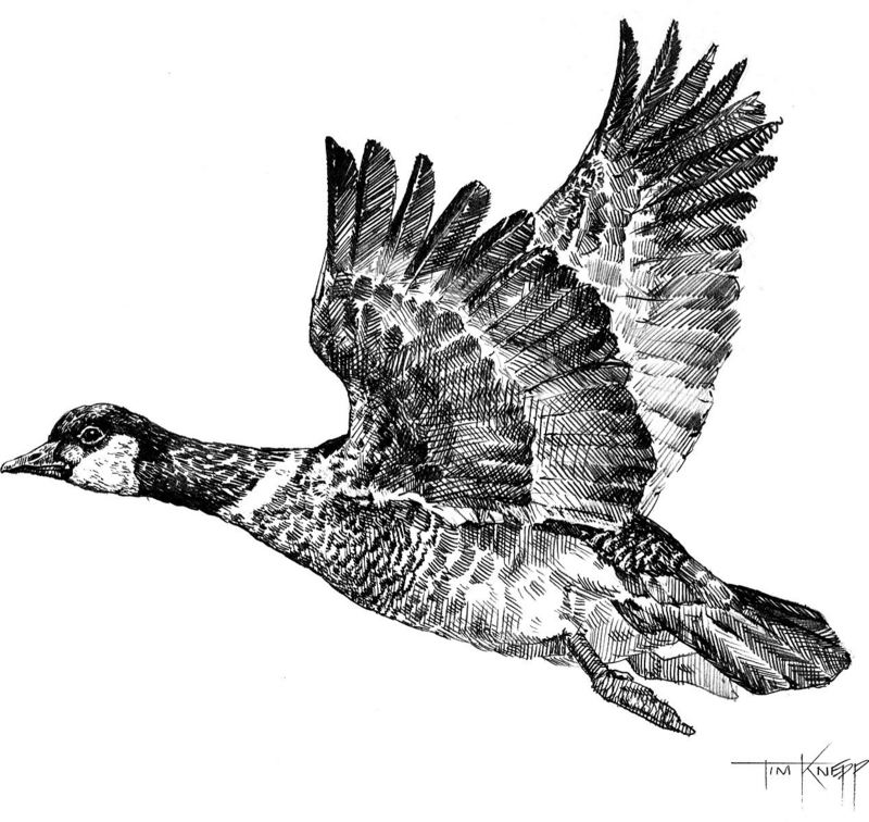 [Drawing] Canada Goose in flight (Branta canadensis) {!--캐나다기러기-->; DISPLAY FULL IMAGE.