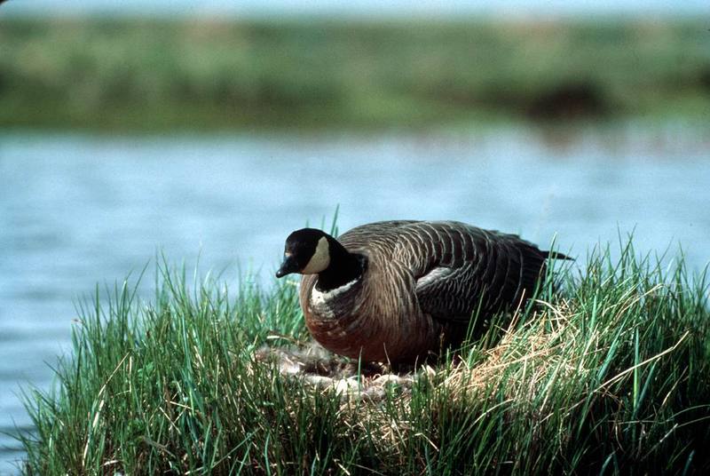 Canada Goose nesting (Branta canadensis) {!--캐나다기러기-->; DISPLAY FULL IMAGE.