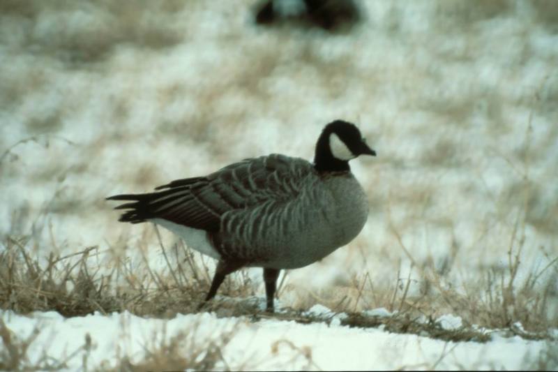 Canada Goose (Branta canadensis) - cackling goose (Branta canadensis minima); DISPLAY FULL IMAGE.