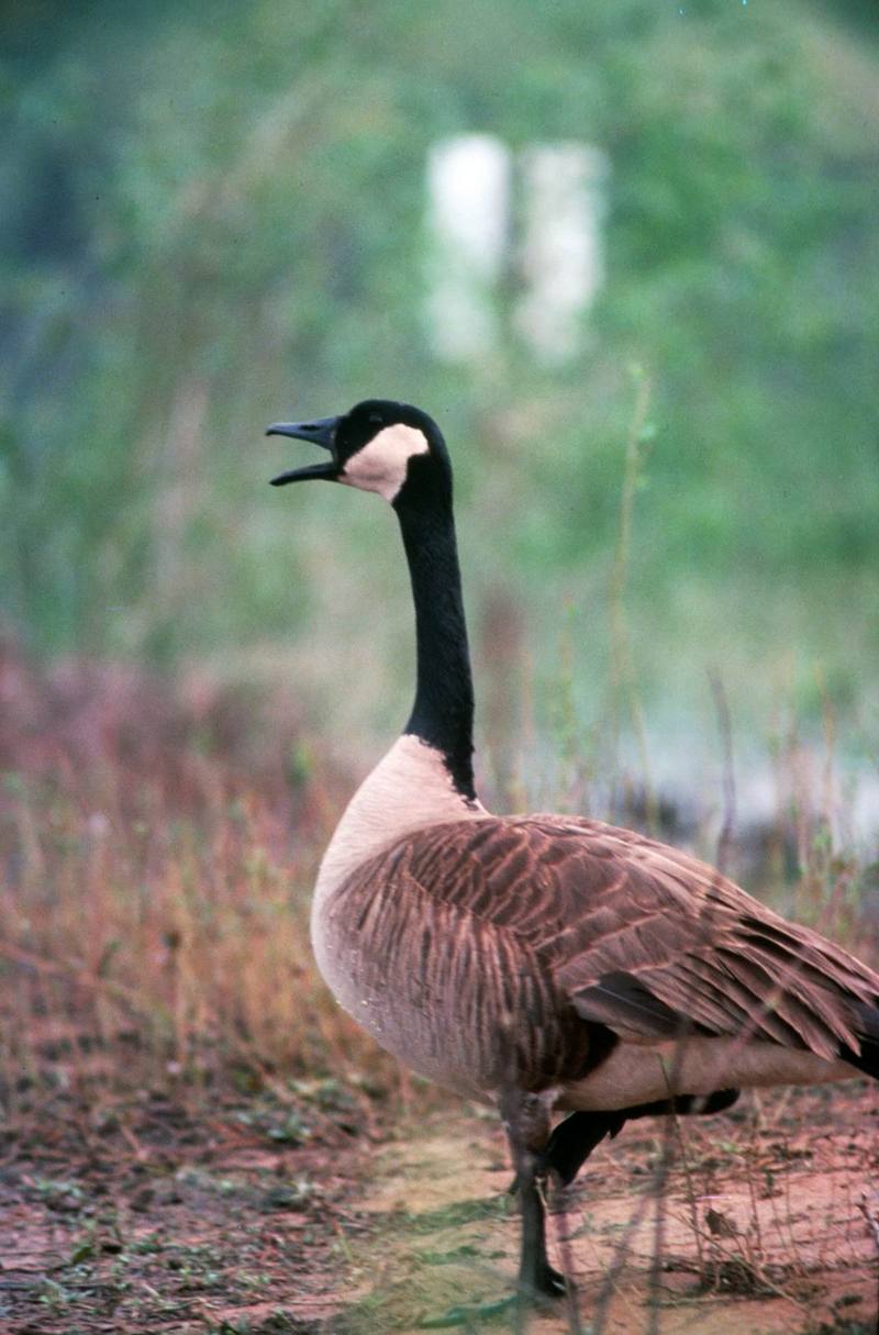 Canada Goose (Branta canadensis) {!--캐나다기러기-->; DISPLAY FULL IMAGE.