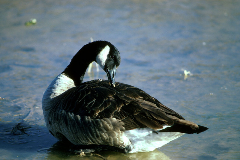 Canada Goose (Branta canadensis) {!--캐나다기러기-->; DISPLAY FULL IMAGE.