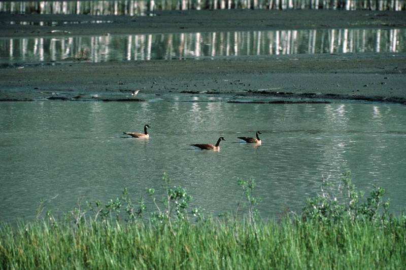 Canada Geese (Branta canadensis) {!--캐나다기러기-->; DISPLAY FULL IMAGE.