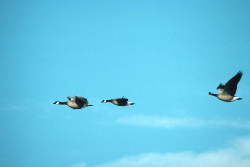 Canada Geese flying (Branta canadensis) {!--캐나다기러기-->; DISPLAY FULL IMAGE.