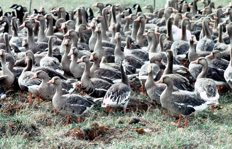 Greater White-fronted Goose flock (Anser albifrons) {!--쇠기러기-->; DISPLAY FULL IMAGE.