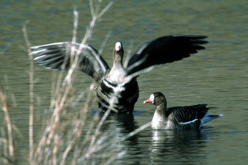 Greater White-fronted Goose pair (Anser albifrons) {!--쇠기러기-->; DISPLAY FULL IMAGE.
