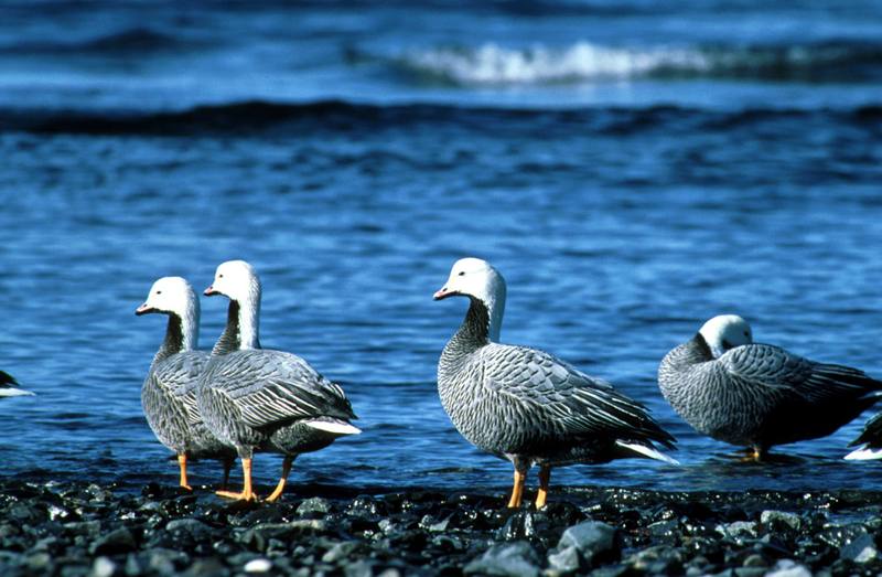 Emperor Goose flock (Chen canagica) {!--흰머리기러기-->; DISPLAY FULL IMAGE.