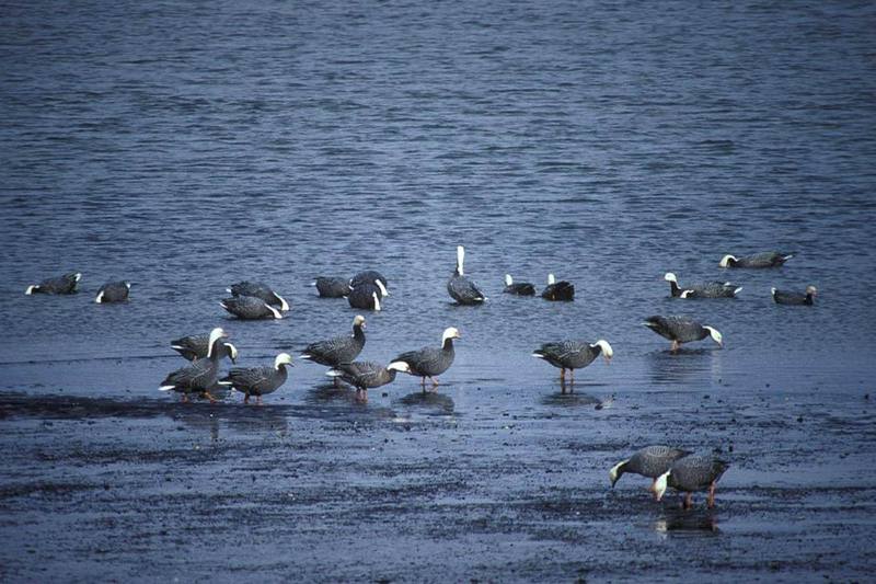 Emperor Goose flock (Chen canagica) {!--흰머리기러기-->; DISPLAY FULL IMAGE.