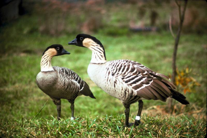 Nene, Hawaiian Goose pair (Branta sandvicensis) {!--하와이기러기-->; DISPLAY FULL IMAGE.