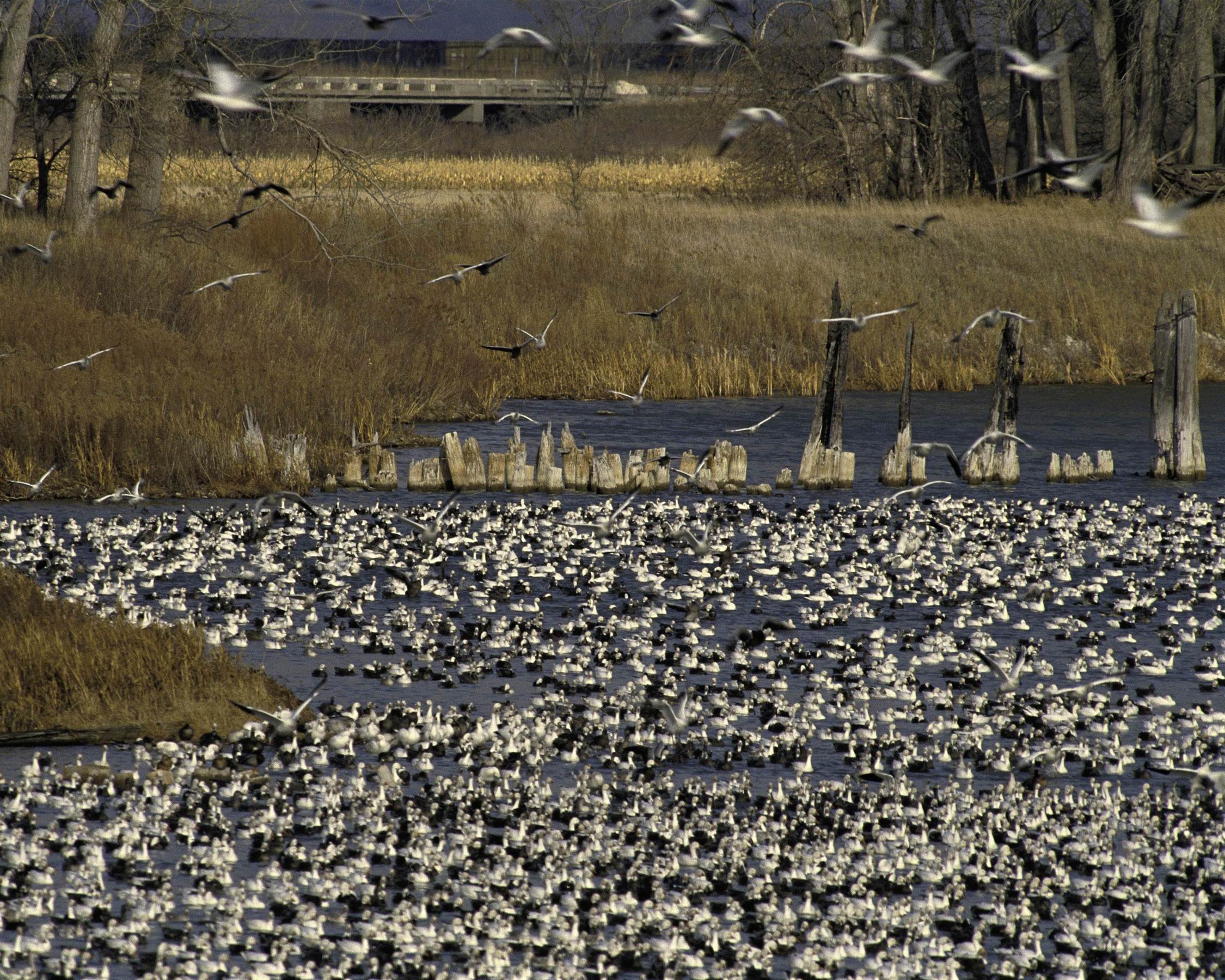 flocks of geese
