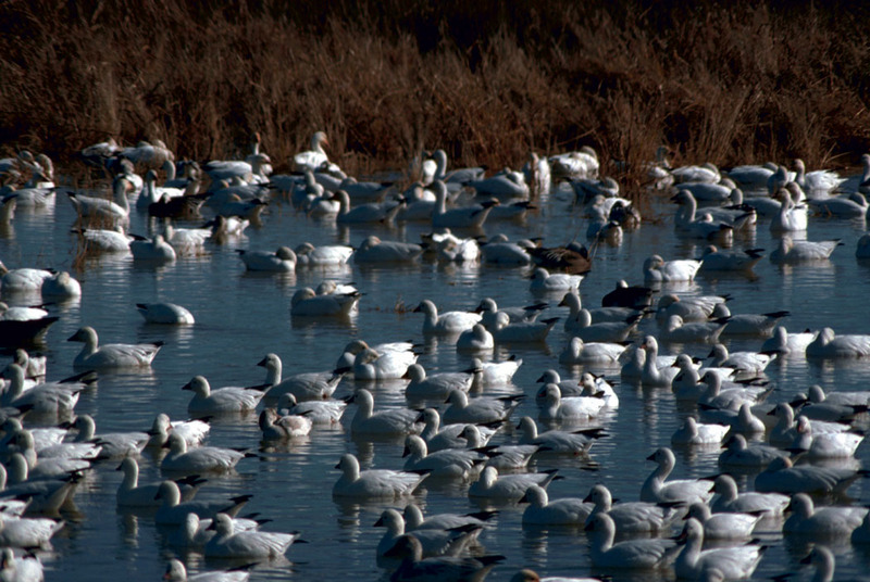 Snow Goose flock (Chen caerulescens) {!--흰기러기-->; DISPLAY FULL IMAGE.