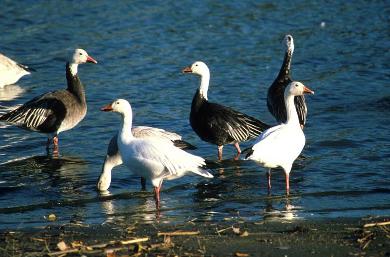 Blue Goose & Snow Geese flock (Chen caerulescens) {!--흰기러기-->; DISPLAY FULL IMAGE.