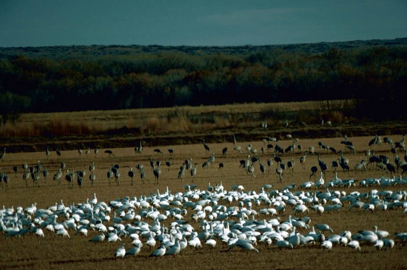 Sandhill Crane & Snow Goose flock (Chen caerulescens) {!--흰기러기-->; DISPLAY FULL IMAGE.