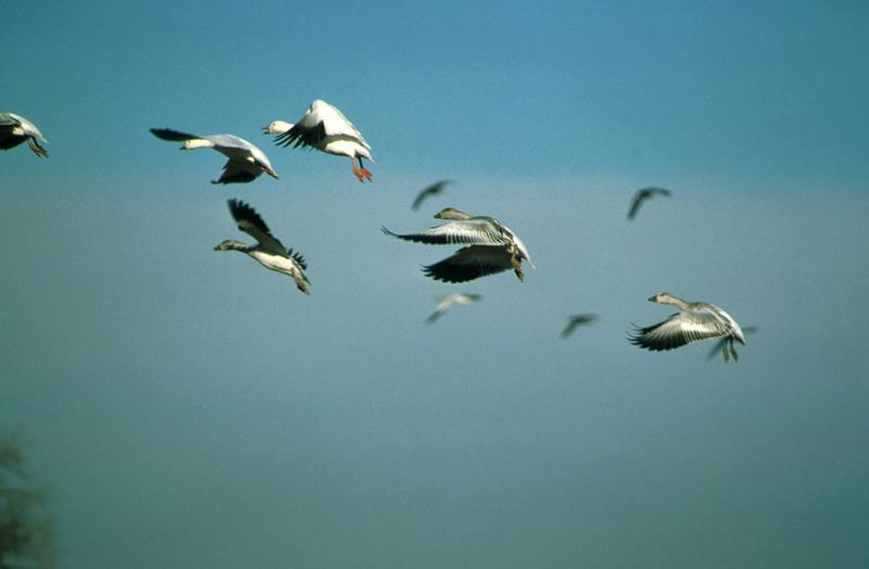 Snow Goose flock in flight (Chen caerulescens) {!--흰기러기-->; DISPLAY FULL IMAGE.