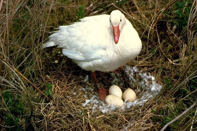 Snow Goose and eggs (Chen caerulescens) {!--흰기러기-->; DISPLAY FULL IMAGE.