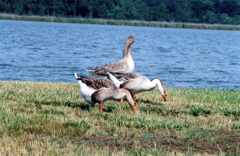 Brown Chinese Goose, Swan Goose flock (Anser cygnoides) {!--중국거위-->; DISPLAY FULL IMAGE.