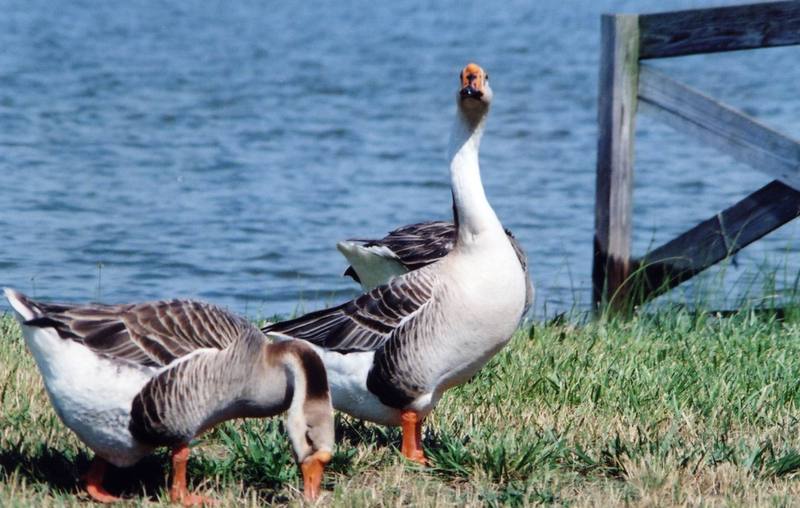 Brown Chinese Goose, Swan Goose flock (Anser cygnoides) {!--중국거위-->; DISPLAY FULL IMAGE.