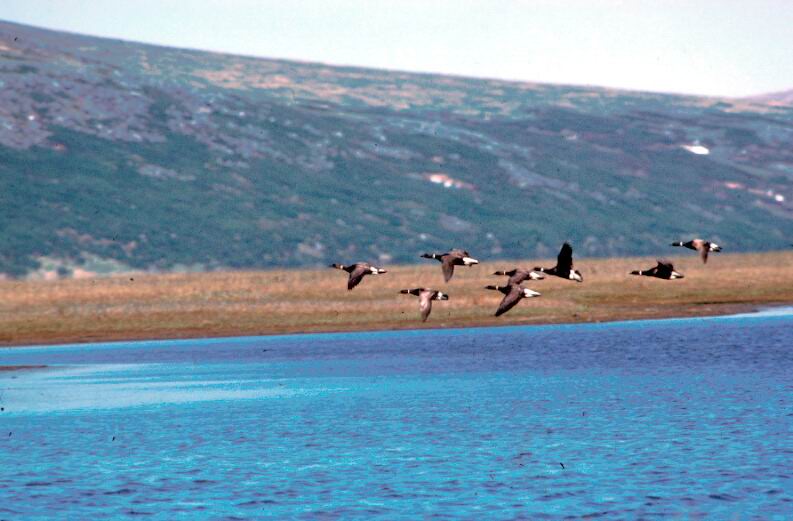 Brant, Brent Goose flock in flight (Branta bernicla) {!--흑기러기-->; DISPLAY FULL IMAGE.