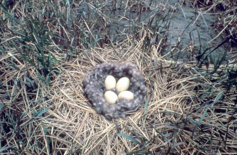 Brant, Brent Goose eggs (Branta bernicla) {!--흑기러기-->; DISPLAY FULL IMAGE.