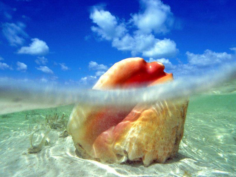 [Gallery CD01] Sunken Treasure, Conch Shell, Bahamas; DISPLAY FULL IMAGE.