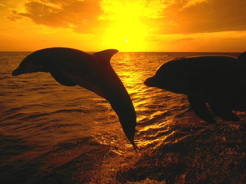 [Gallery CD01] Sunset Jump, Dolphins, Honduras; DISPLAY FULL IMAGE.