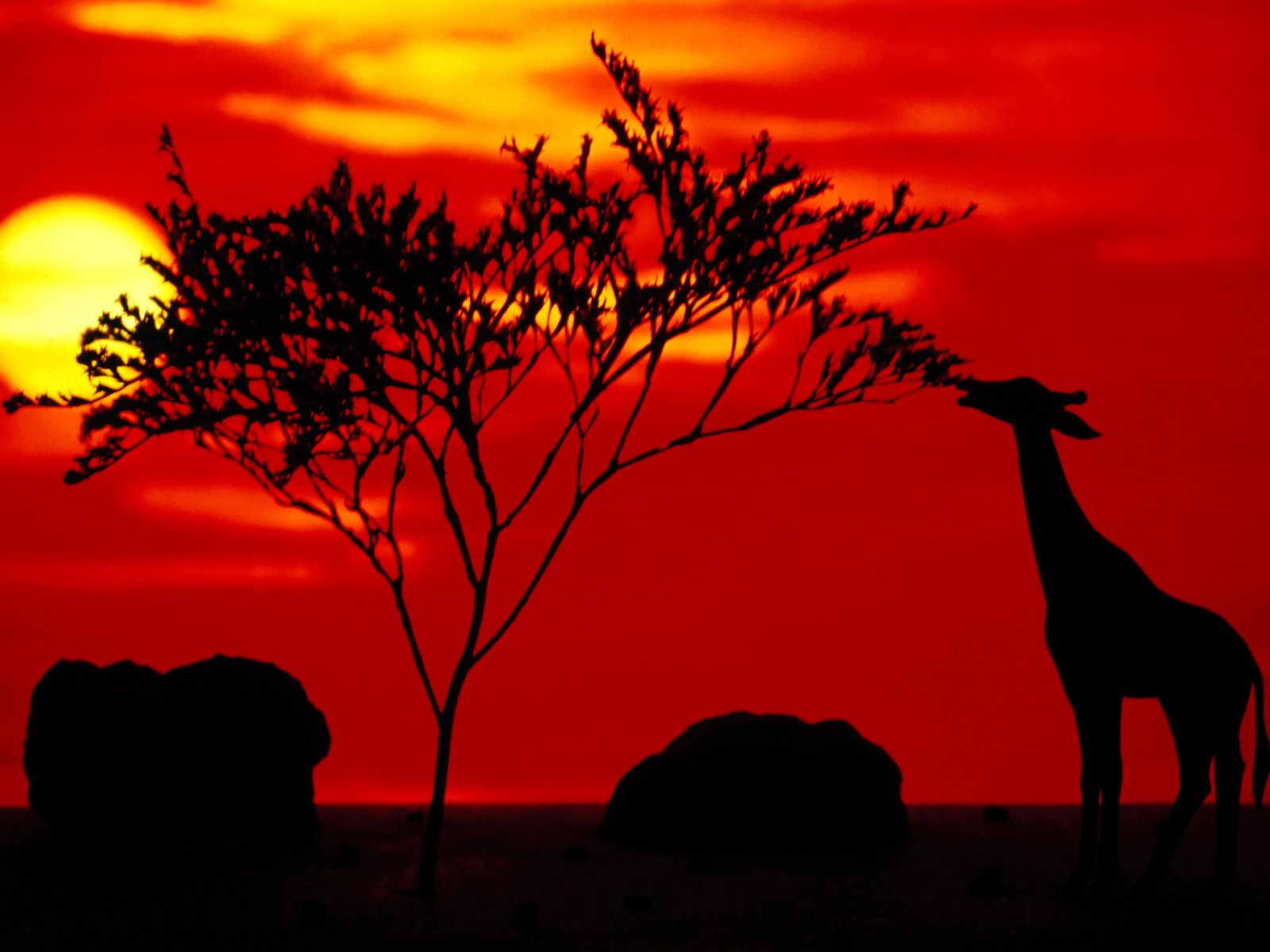 Жирафы на закате