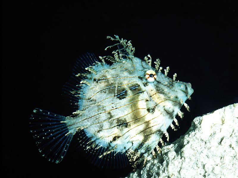 [Gallery CD01] Tassled Filefish (Chaetodermis penicilligerus); DISPLAY FULL IMAGE.