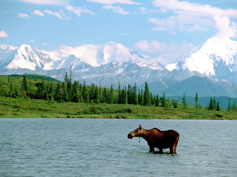 [Gallery CD01] The Moose and the Mountain, Denali National Park, Alaska; DISPLAY FULL IMAGE.