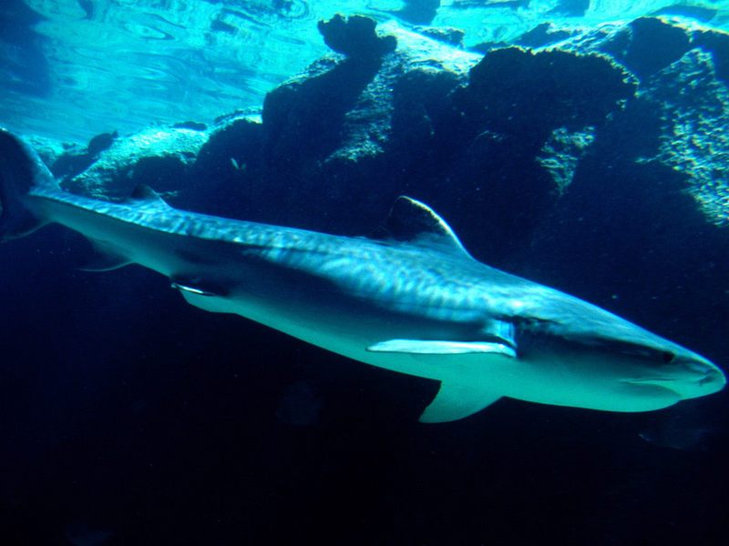 [Gallery CD01] Tiger Shark, Bahamas; DISPLAY FULL IMAGE.