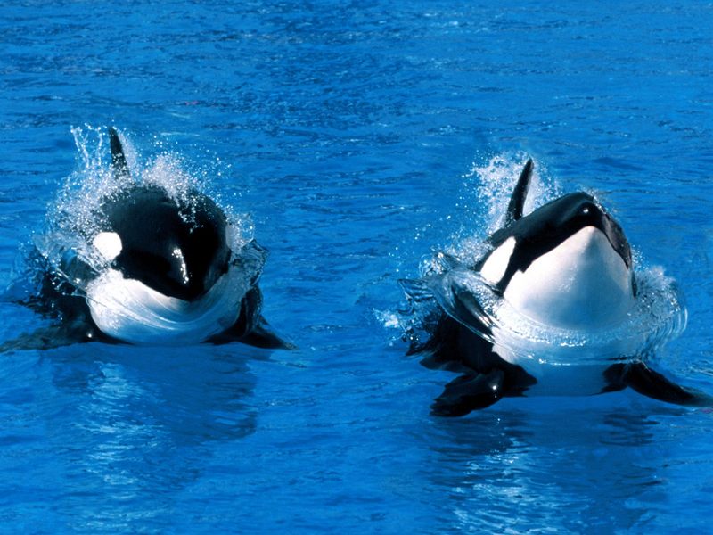 [Gallery CD01] Treading Water, Killer Whale; DISPLAY FULL IMAGE.