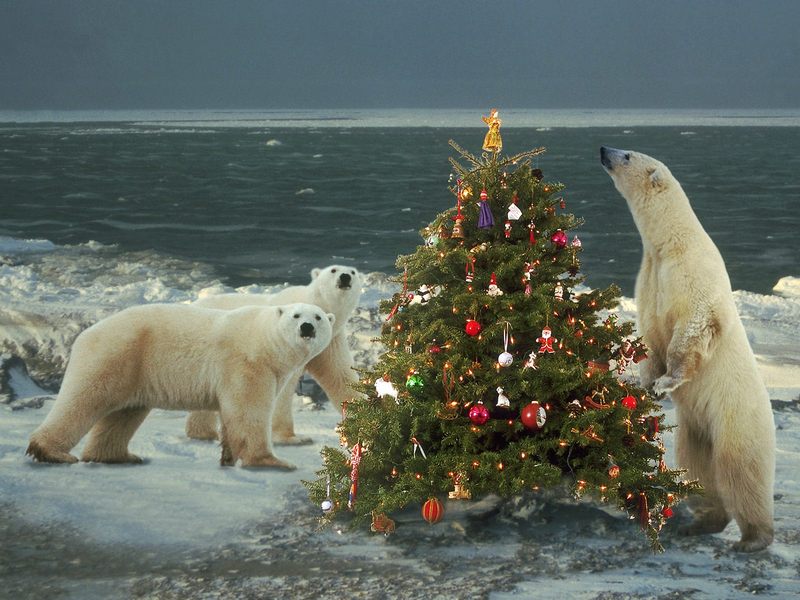[Gallery CD01] Wild About Christmas, Polar Bears; DISPLAY FULL IMAGE.