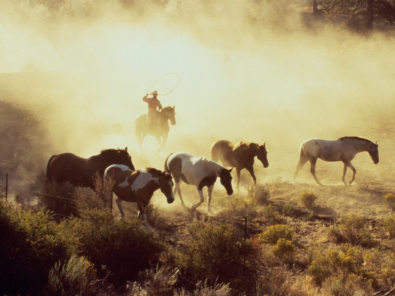 [Gallery CD01] Horses, Wranglers Rock Springs Ranch Bend Oregon; DISPLAY FULL IMAGE.