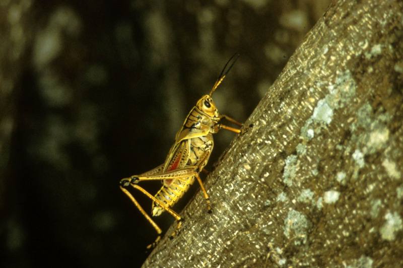 Grasshopper {!--메뚜기-->; DISPLAY FULL IMAGE.
