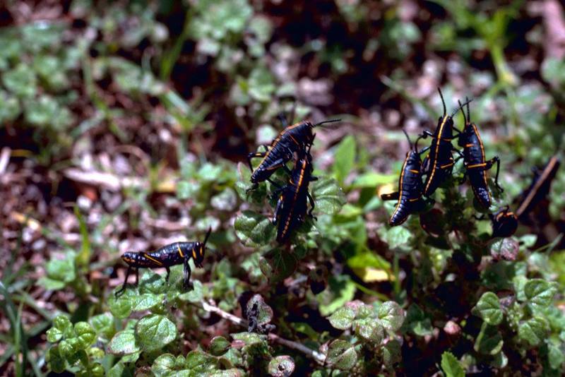 Eastern Lubber Grasshoppers (Romalea guttata) {!--메뚜기(미국플로리다)-->; DISPLAY FULL IMAGE.