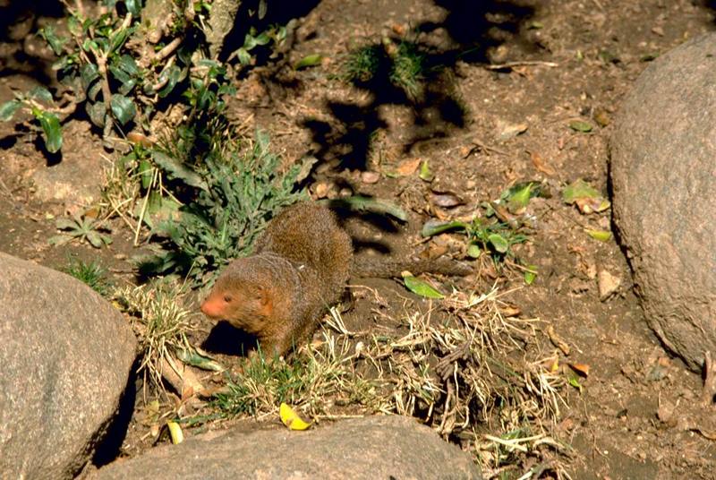 Dwarf Mongoose (Helogale parvula) {!--난쟁이몽구스-->; DISPLAY FULL IMAGE.