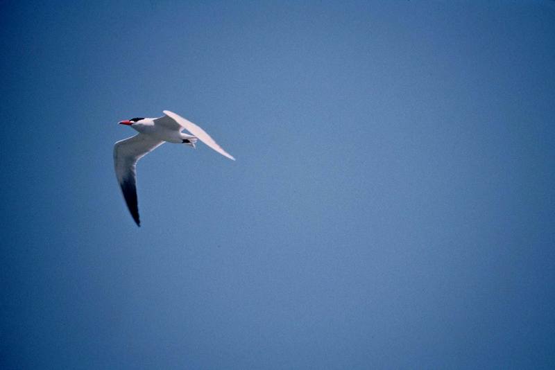 Caspian Tern in flight (Sterna caspia) {!--붉은부리큰제비갈매기-->; DISPLAY FULL IMAGE.