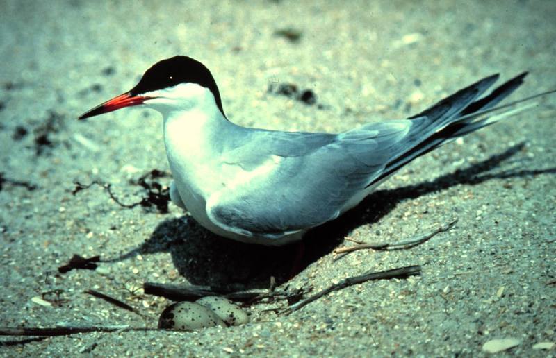 Common Tern and eggs (Sterna hirundo) {!--제비갈매기-->; DISPLAY FULL IMAGE.