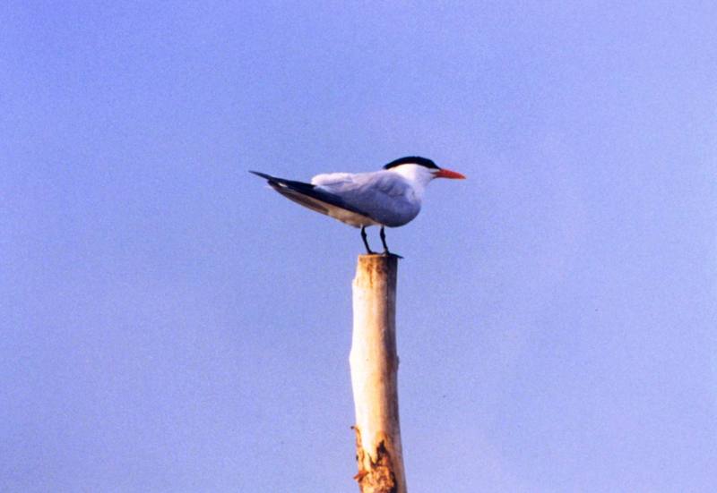 Caspian Tern (Sterna caspia) {!--붉은부리큰제비갈매기-->; DISPLAY FULL IMAGE.