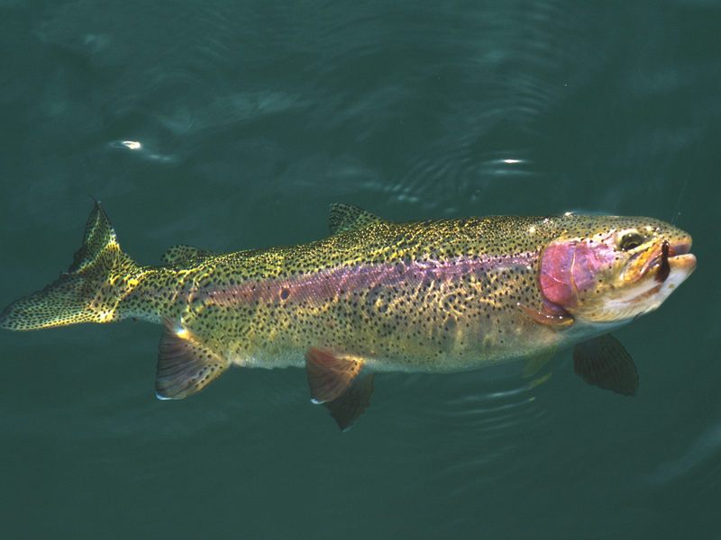 [Gallery CD01] Rainbow Trout; DISPLAY FULL IMAGE.