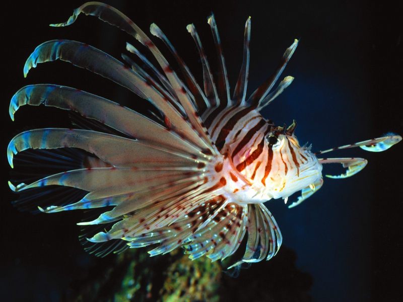 [Gallery CD01] Red Volitans Lionfish; DISPLAY FULL IMAGE.