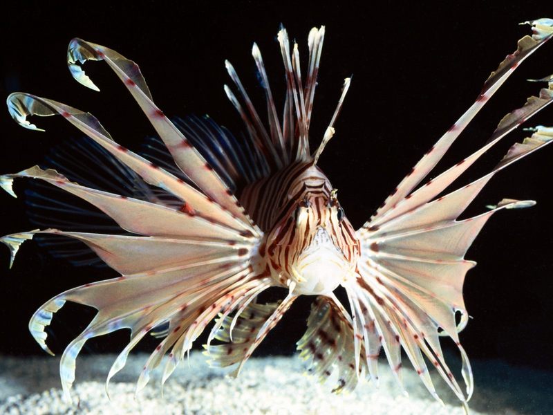 [Gallery CD01] Red Volitans Lionfish, Indo-Pacific; DISPLAY FULL IMAGE.