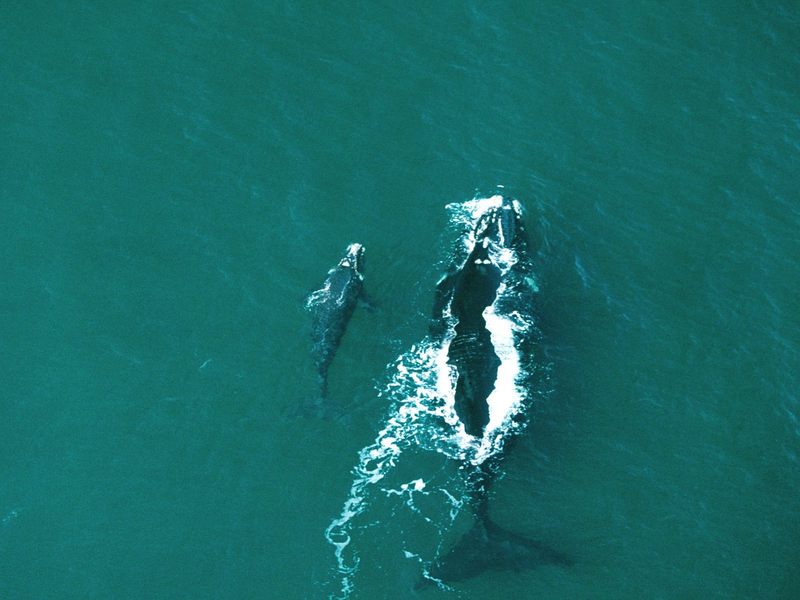 [Gallery CD01] Role Model, Southern Right Whale mother and calf; DISPLAY FULL IMAGE.