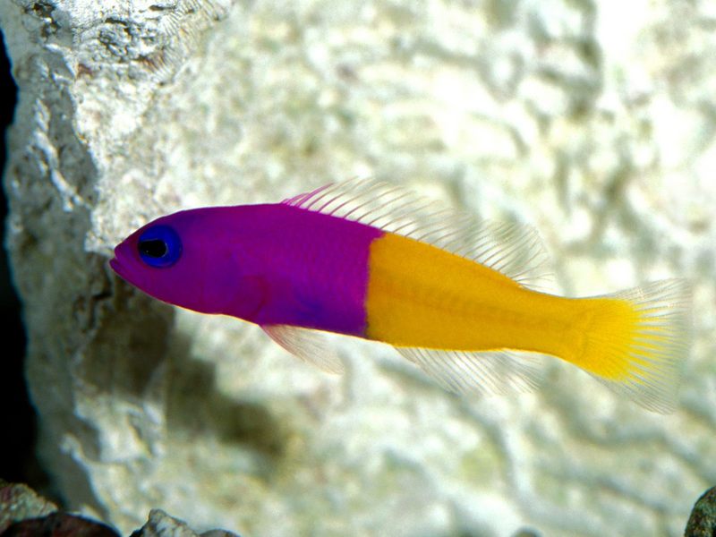 [Gallery CD01] Royal Dottyback, Pacific; DISPLAY FULL IMAGE.
