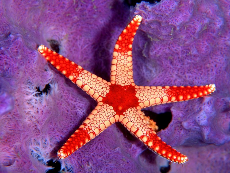 [Gallery CD01] Sea Star, Palau, Micronesia; DISPLAY FULL IMAGE.