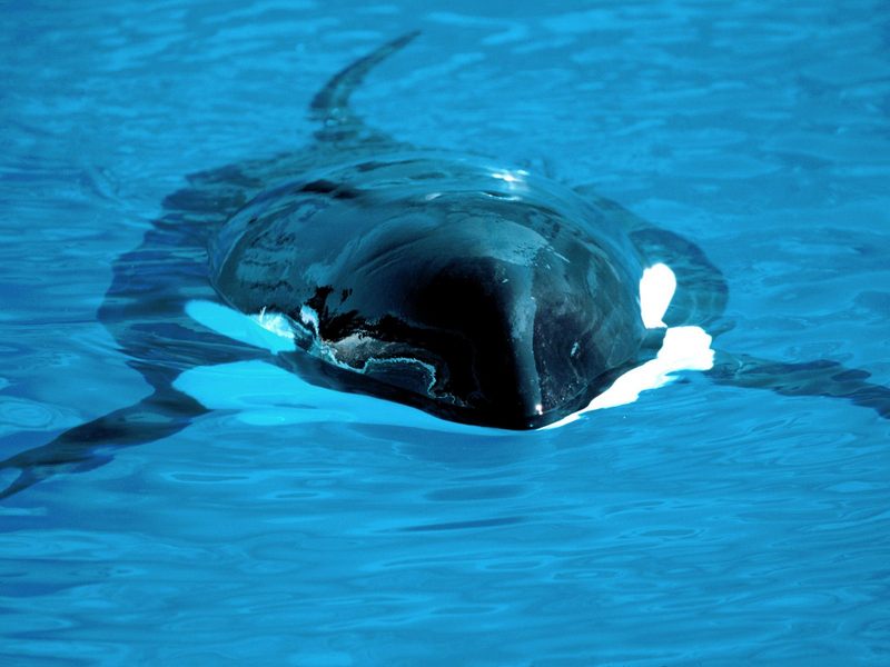 [Gallery CD01] Silent And Deadly Killer Whale; DISPLAY FULL IMAGE.